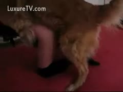 Golden Retriever has his way with a slim legal age teenager and bangs her from the rear 